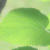 みどり淡く