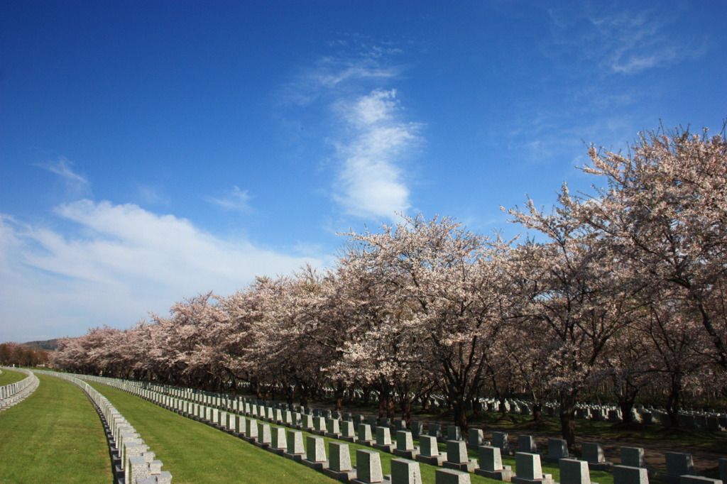 桜　その１