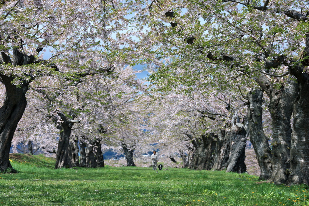 桜　その２