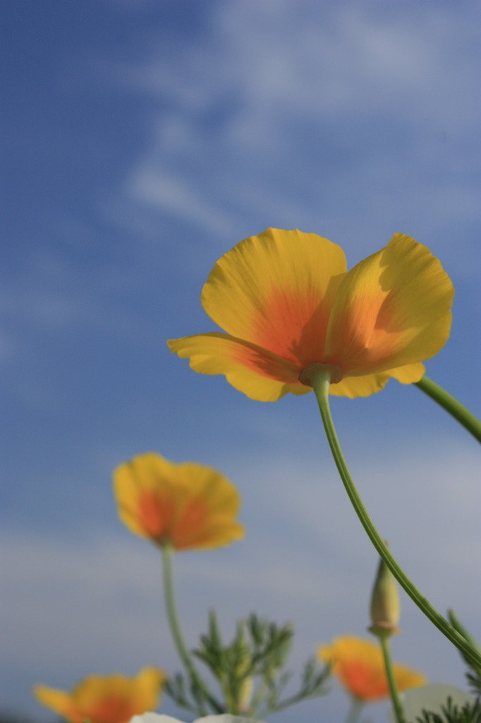 花びし草