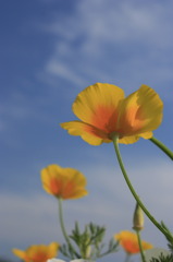 花びし草