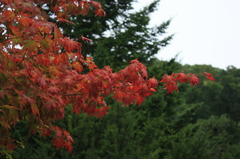 紅