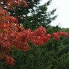 紅