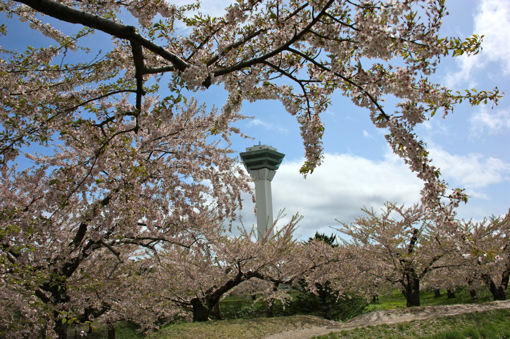 桜　その３