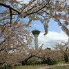 桜　その３