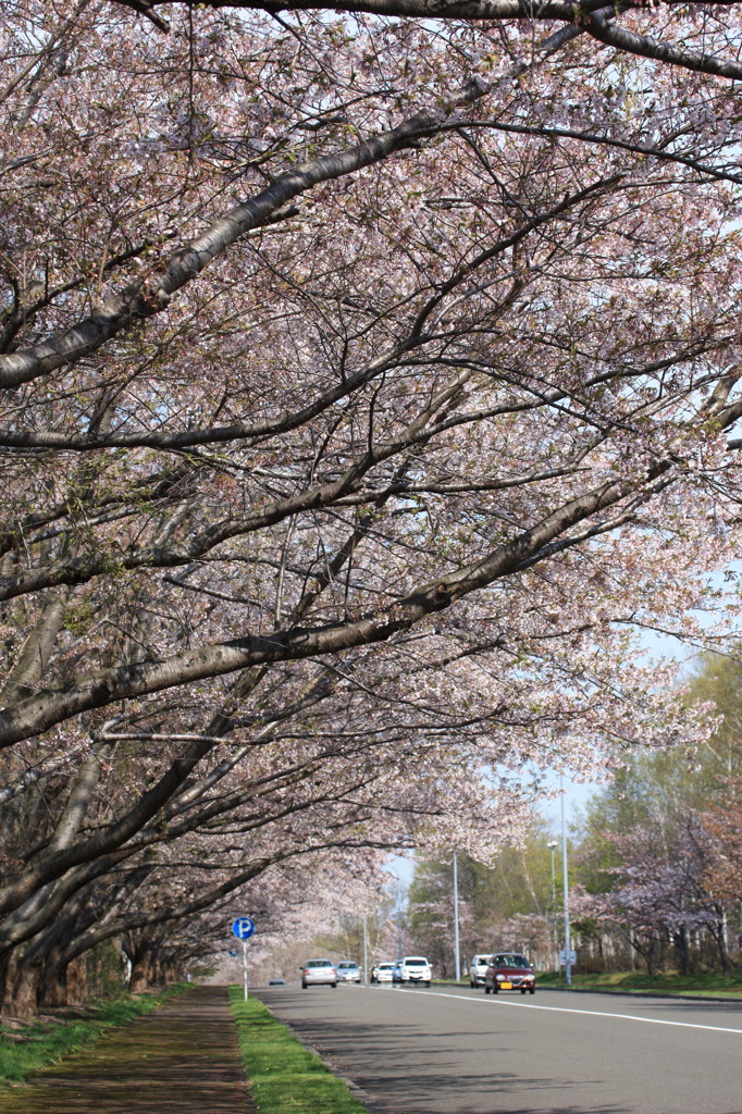 桜　その４