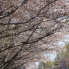 桜　その４