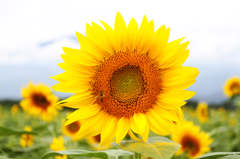 太陽の花