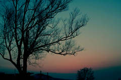 tree