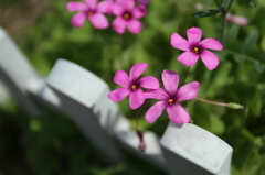 Wildflower