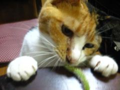 IMG_0156_R
