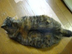 IMG_5930_R