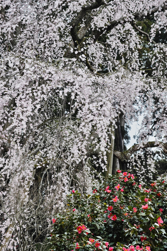 しだれ桜３