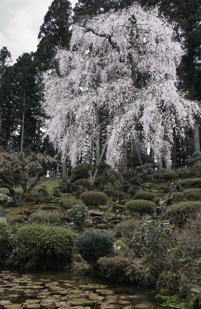 しだれ桜２