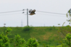 オナガ、鳴いた〜