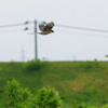 オナガ、鳴いた〜