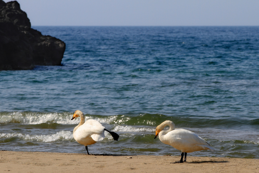海の大白鳥３