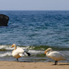 海の大白鳥３