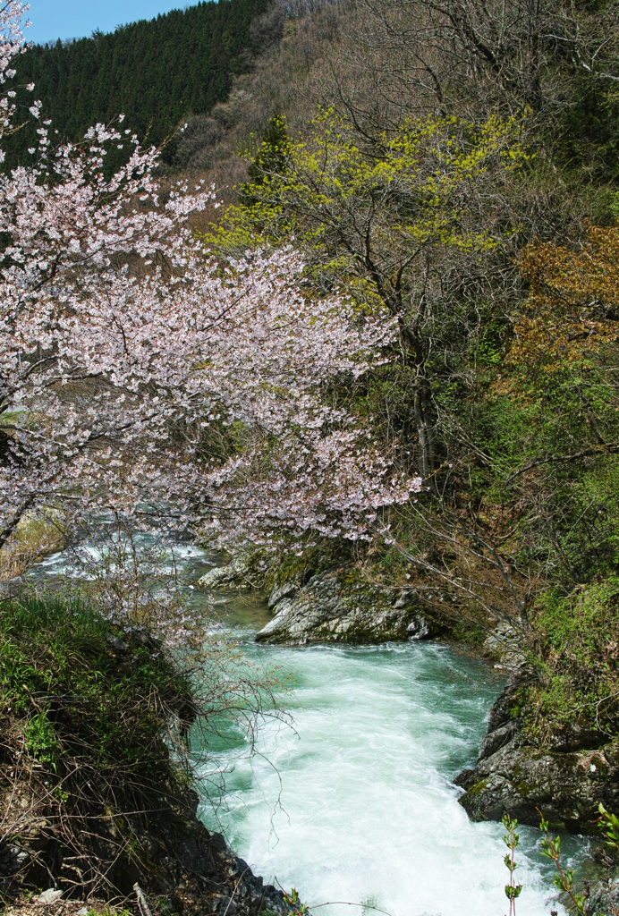 山桜