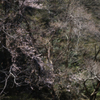 山桜