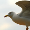 海鳥王