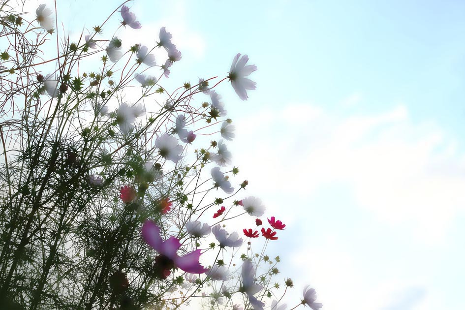空に咲け