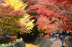 河口湖・紅葉④