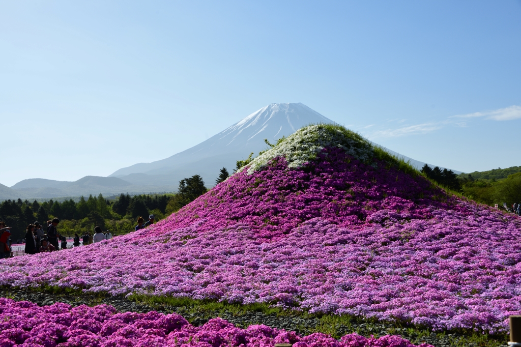 富士芝桜　Ⅰ