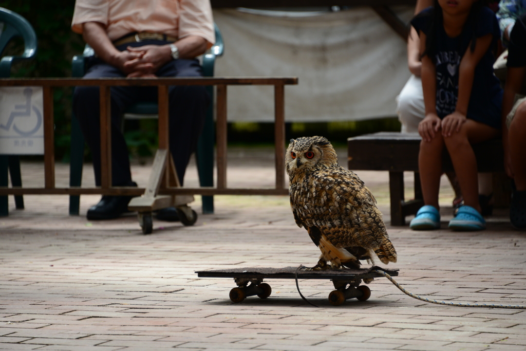 富士花鳥園⑤