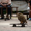 富士花鳥園⑤