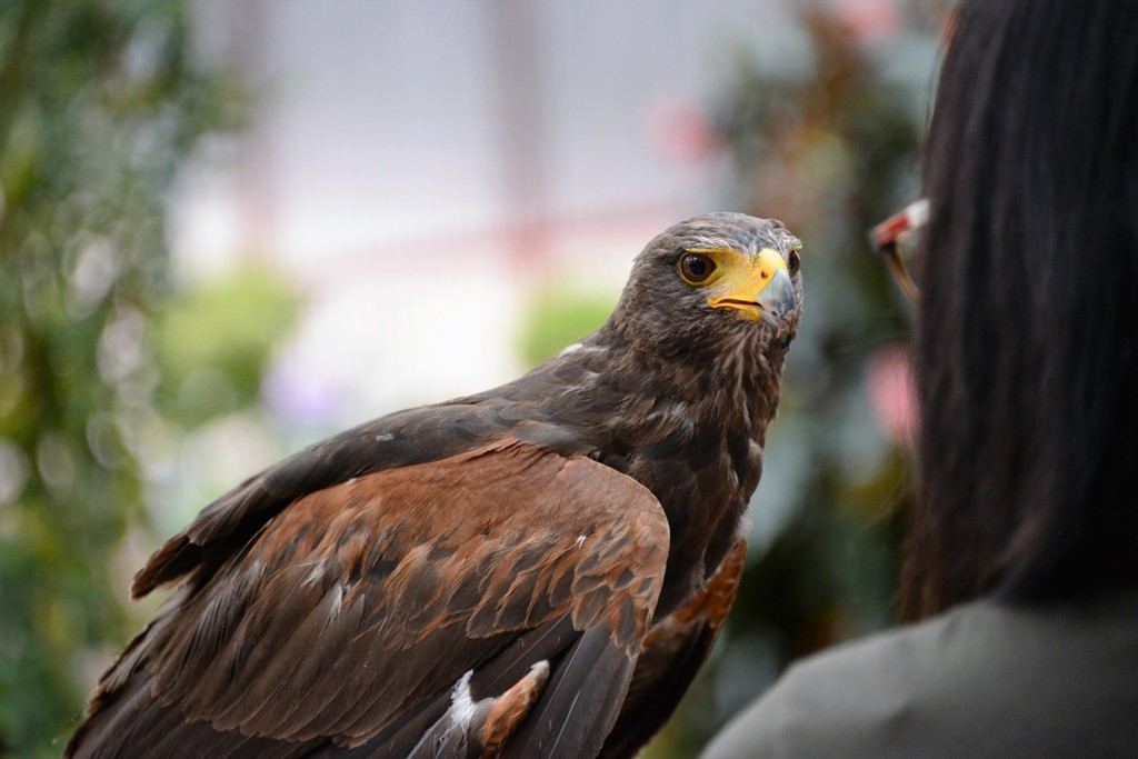 富士花鳥園④