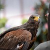 富士花鳥園④