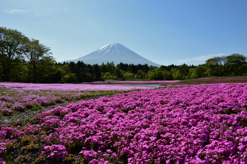 富士芝桜　Ⅲ
