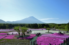 富士芝桜　Ⅱ
