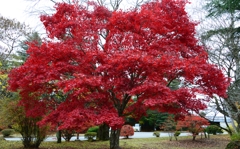 河口湖・紅葉③