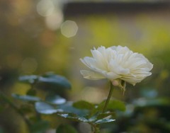 P1000963