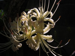彼岸花