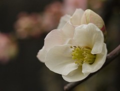 木瓜