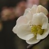 木瓜