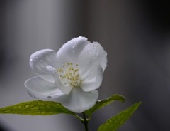 梅花空木
