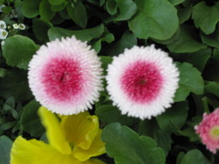 ちょっと女性のあれのような花・・・