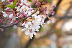桜