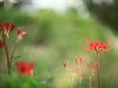 白花曼珠沙華越しの...紅　