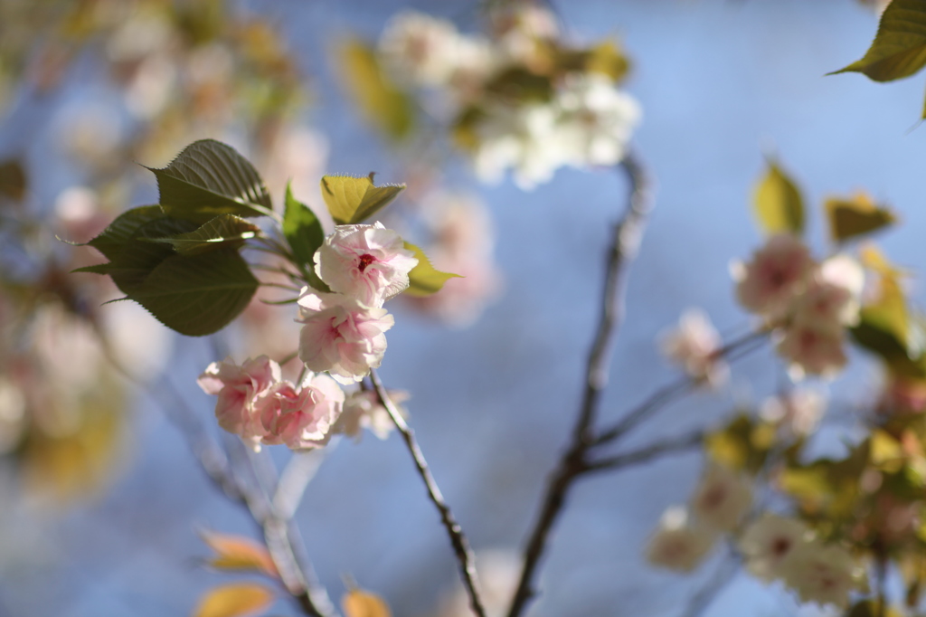 御衣黄桜