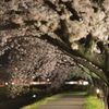 光に照らされ華やかに