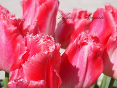Tulipa cv. Lingerie