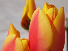  Tulipa cv. World Peace 
