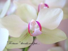 胡蝶蘭　fortune’#2