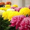Vivid　color!