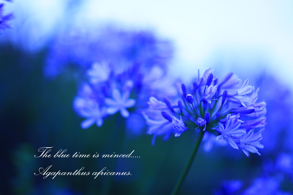 英名 African lily